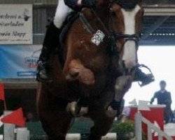 Springpferd Luc de Beaufour (Selle Français, 1999)