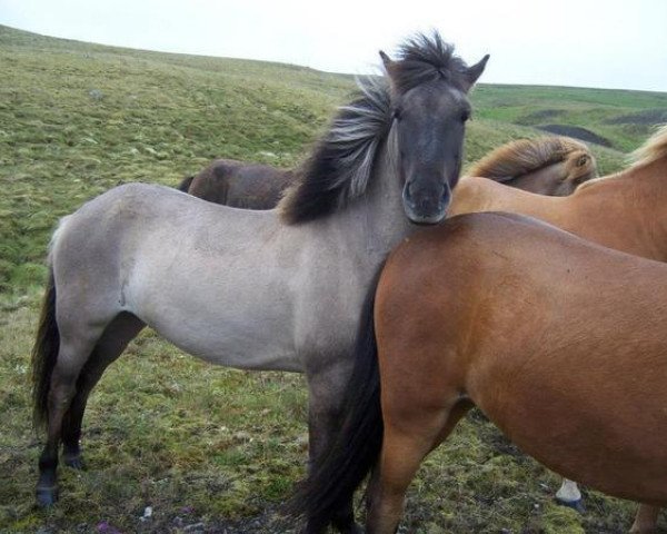 horse Valur frá Syðra-Kolugili (Iceland Horse, 2010, from Glymur frá Innri-Skeljabrekku)