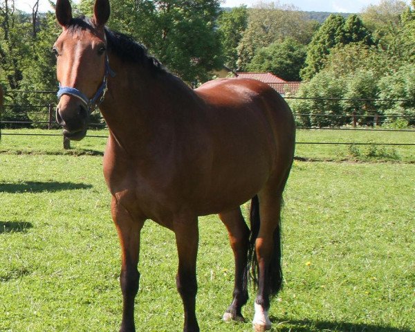 jumper Ilse (Hanoverian, 2007, from Iberio)