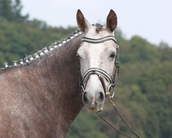 dressage horse Daily Dream 2 (Westphalian, 2010, from Dream of Lord)