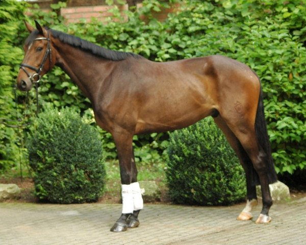 horse Wallach von For Contest (Westphalian, 2010, from For Contest)