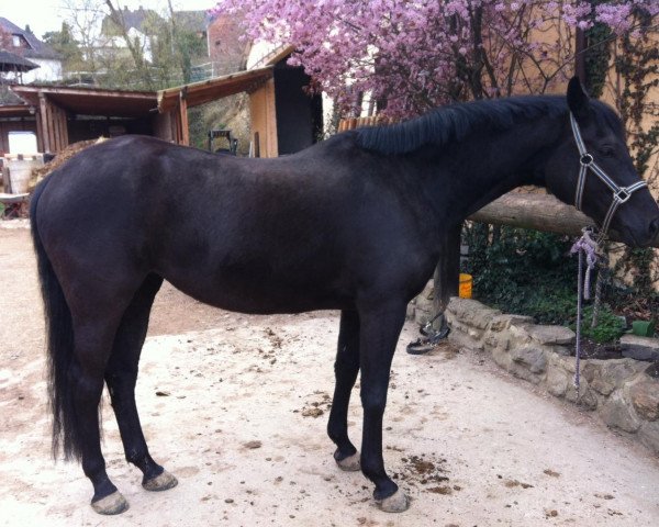 horse Stute von Swarovski (Oldenburg, 2008, from Swarovski)