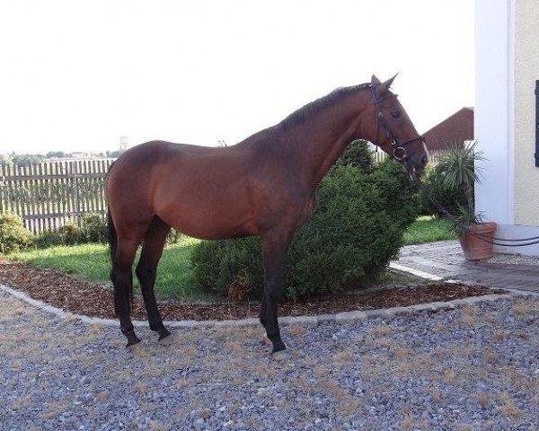 broodmare Charisma (Holsteiner, 1998, from Caretino)