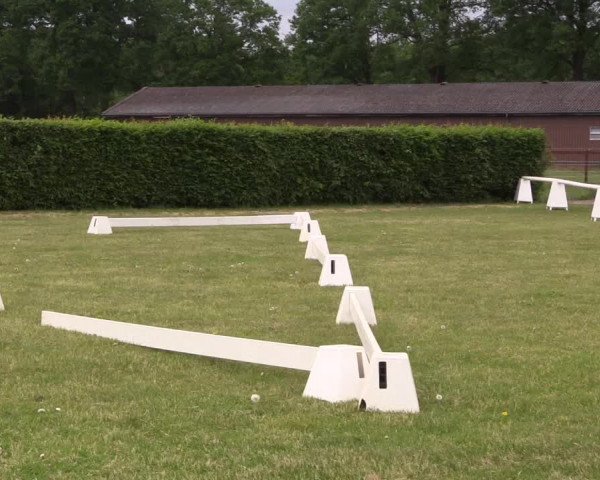 Stutenleistungsprüfung Münster- Handorf
