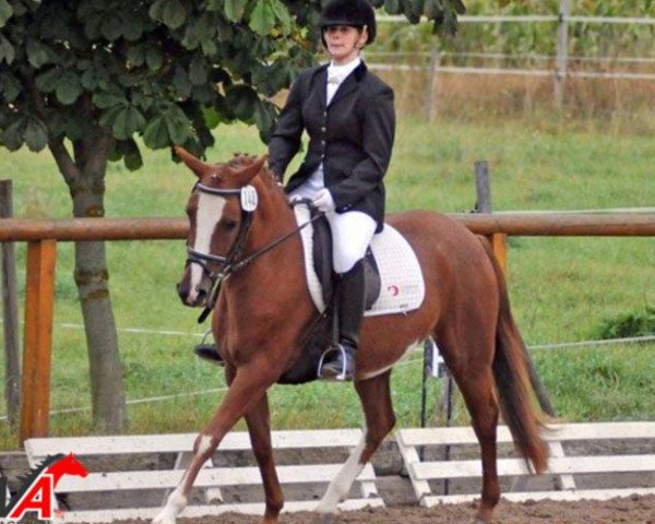 horse Stute von Prince Chamring (German Riding Pony, 2010, from Prince Charming 17)