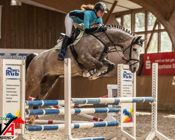 Pferd Stute von Kaiserwind (Deutsches Sportpferd, 2006, von Kaiserwind)