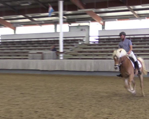 Stutenleistungsprüfung Münster- Handorf
