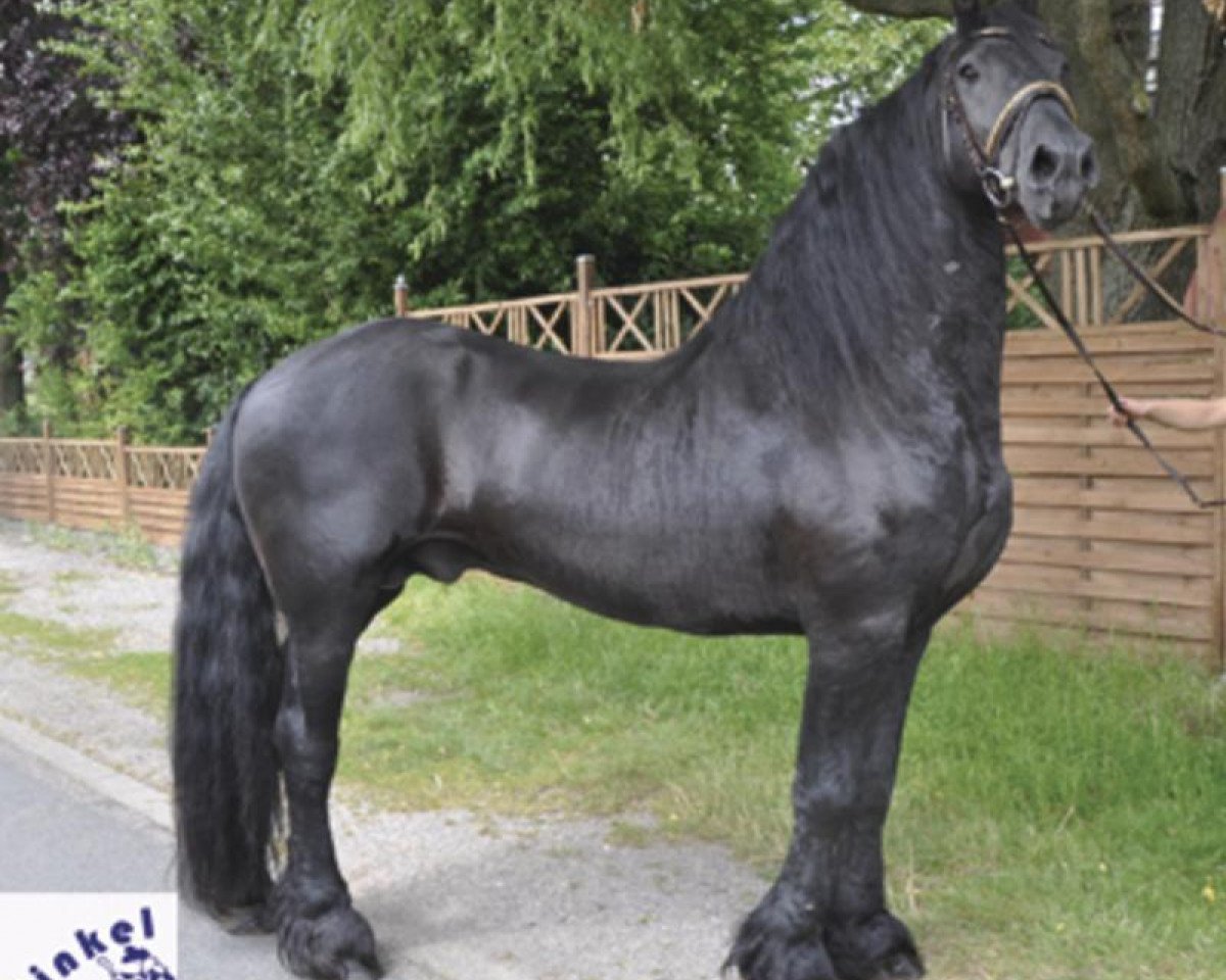 stallion Harmen (Friese, 2002, from Jasper 336 P)
