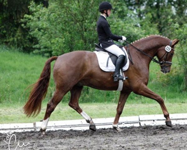 dressage horse Don Peringnon (Hanoverian, 2009, from Don Henrico)