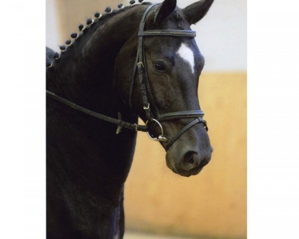 horse Stute von Fürst Rousseau (Hanoverian, 2010, from Fuerst Rousseau)