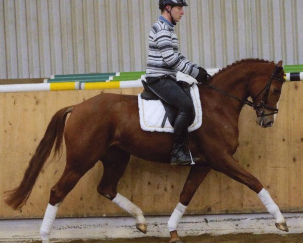 dressage horse Fürstin Frieda 3 (Hanoverian, 2010, from Fuerst Rousseau) dressage horse Fürstin Frieda 3 (Hanoverian, 2010, from Fuerst Rousseau)
