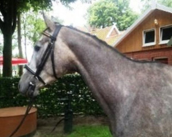 Dressurpferd Isolander (Trakehner, 2011, von Halimey Go) Dressurpferd Isolander (Trakehner, 2011, von Halimey Go)