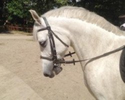 horse Walker (Haflinger, 2004)