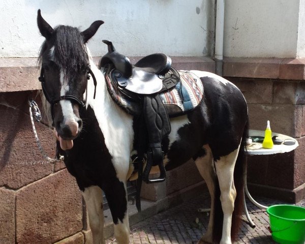 dressage horse Herkules (German Riding Pony, 2010)