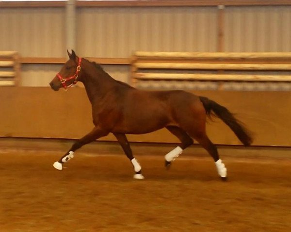horse Stute von Nadir vom Splitting (German Riding Pony, 2011, from Nadir vom Splitting WE)