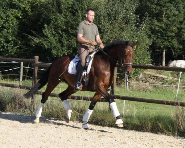 dressage horse Steyr B (German Sport Horse, 2009, from Swarovski)