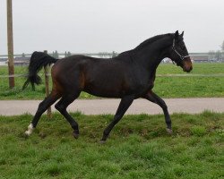 dressage horse Stanley (German Sport Horse, 2010)