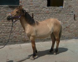 horse Frida (Rhenish-German Cold-Blood, 2013)