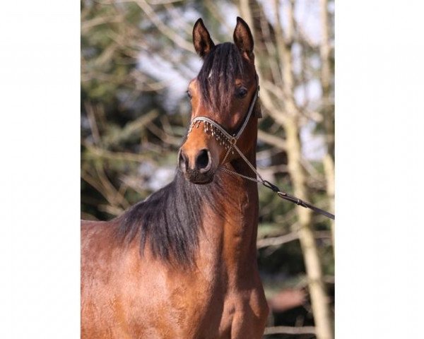 broodmare Dagnes ox (Arabian purebred, 2011, from Wachlarz ox)