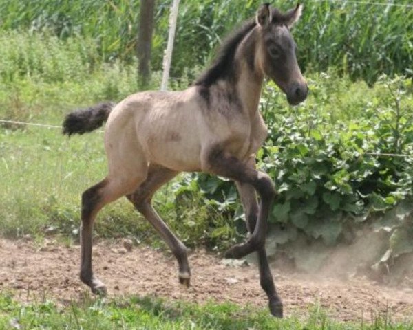 Pferd Cita (Pura Raza Espanola (PRE), 2014)