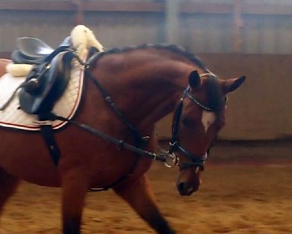 horse Stute von Man in Black (German Riding Pony, 2011, from Man in Black)