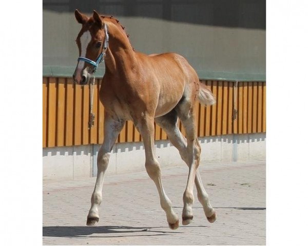 horse CTS Dean Martin (German Riding Pony, 2014, from Don Mour)