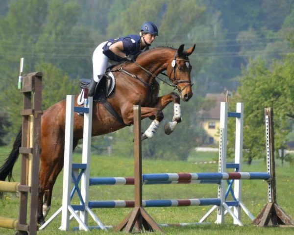 eventing horse Zigeunerheld XX (Oldenburg, 2009, from Shamrock)