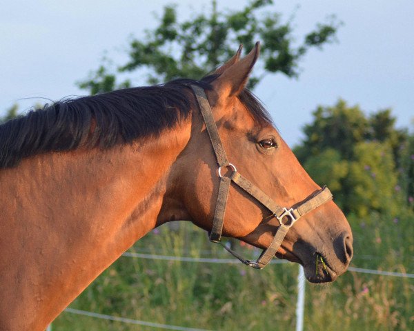 broodmare Fleur 320 (Westphalian, 2002, from Fidermark)