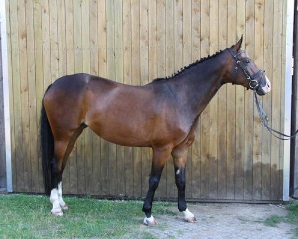Pferd Rich in Beauty MT (Hannoveraner, 2006, von Rascalino)