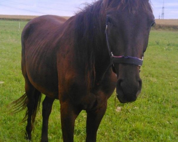 horse Aramis 608 (Trakehner, 2012, from Donauklang)