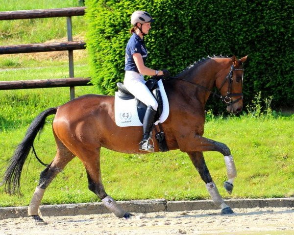 dressage horse Zauberstern 12 (Trakehner, 2010, from Kasimir TSF)