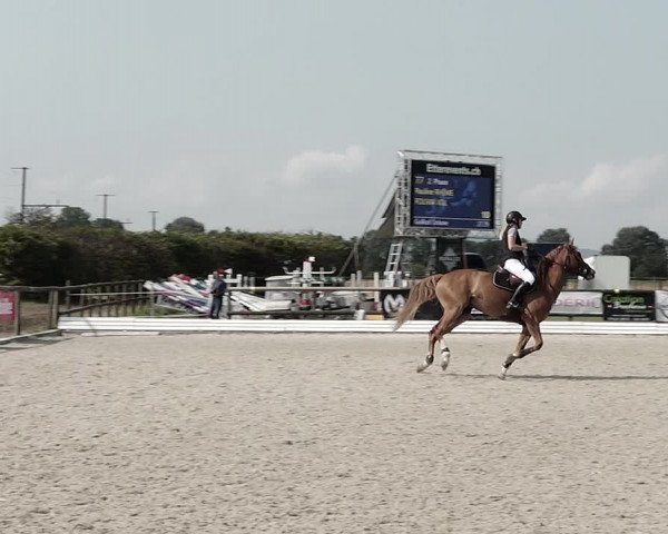 Concours Hippique de Dompierre 2021