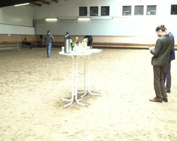 Hannoveraner Zuchtstutenprüfung mit Prämierung in Coesfeld 2020