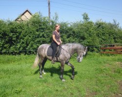 horse Descarado (Pura Raza Espanola (PRE), 2009)
