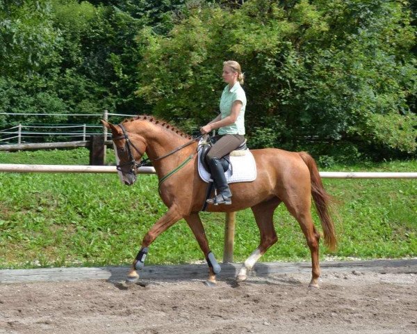 Springpferd Calino 62 (Mecklenburger, 2010, von Catalo)