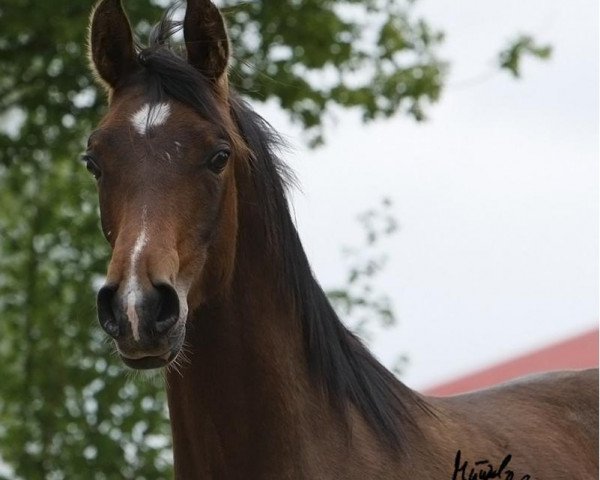 horse Hengst von T.M. Lopez (Arabian purebred, 2013, from T.M. Lopez ox)