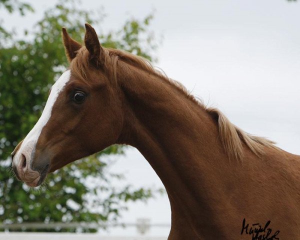 horse Hengst von T.M. Lopez (Arabian purebred, 2013, from T.M. Lopez ox)