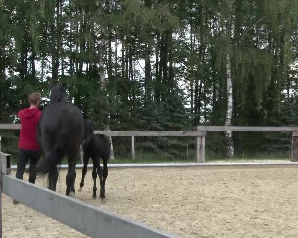 Stuten- und Fohlenschau Drolshagen