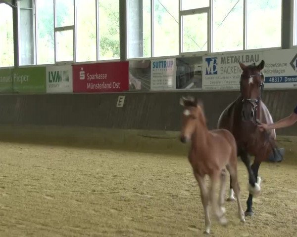 Stuten- und Fohlenschau Münster- Albachten