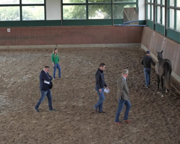 Hannoveraner Zuchtstutenprüfung mit Prämierung in Hondelage-Braunschweig 2020