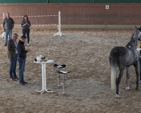 Hannoveraner Zuchtstutenprüfung mit Prämierung in Hondelage-Braunschweig 2020