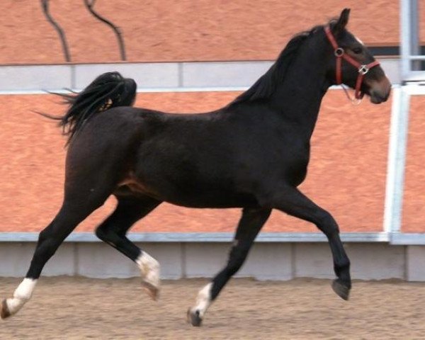 jumper Gigant (KWPN (Royal Dutch Sporthorse), 2011) jumper Gigant (KWPN (Royal Dutch Sporthorse), 2011)