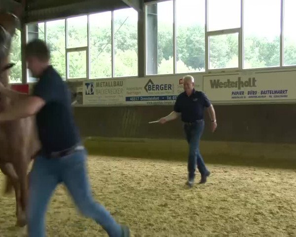 Stuten- und Fohlenschau Münster- Albachten