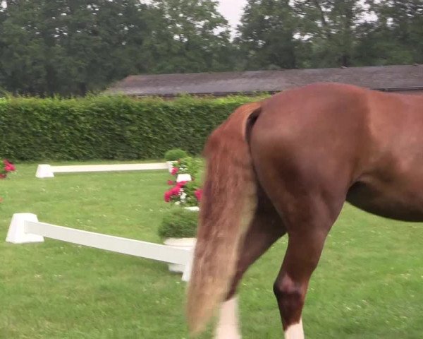 Stutenleistungsprüfung Münster- Handorf