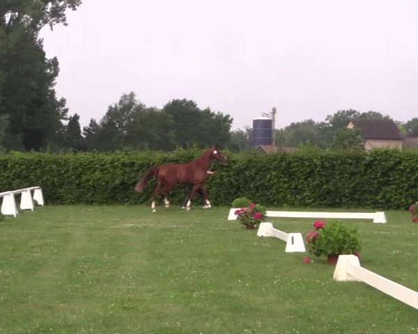 Stutenleistungsprüfung Münster- Handorf