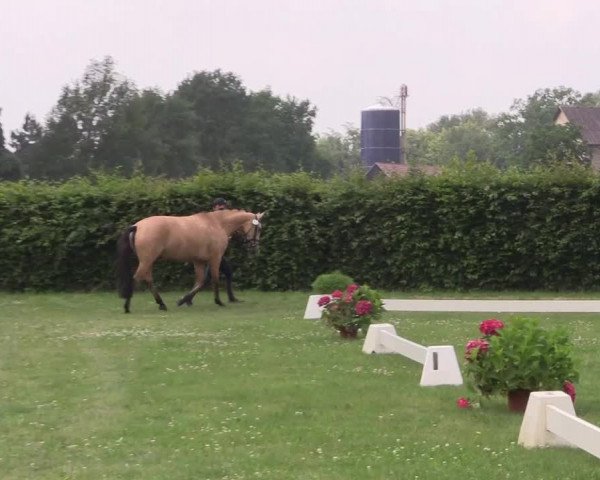 Stutenleistungsprüfung Münster- Handorf
