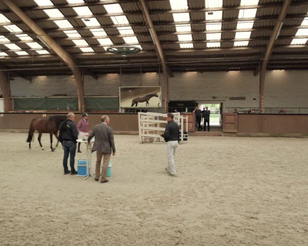 Hannoveraner Zuchtstutenprüfung mit Prämierung in Stadthagen 2020