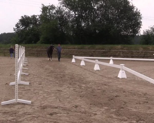 Stutenleistungsprüfung Gescher/ Stall Holtwiesche 2020