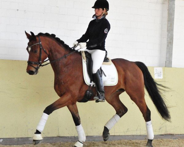 jumper Magic Marlow (Hanoverian, 2010, from Mighty Magic)