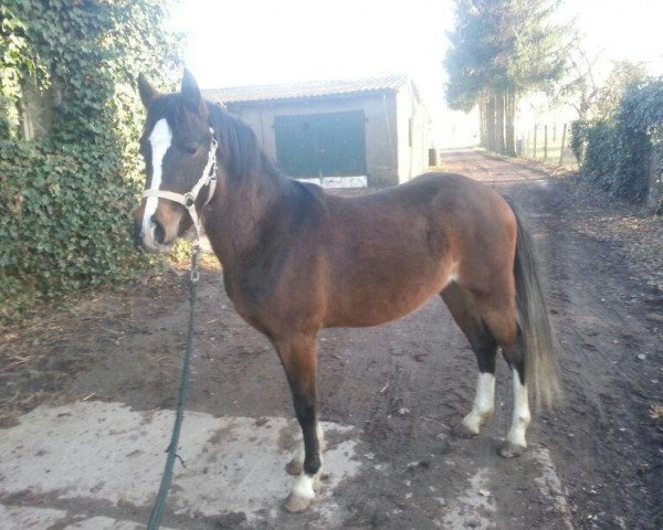 horse Valentin 158 (German Riding Pony, 2012, from Visconti)